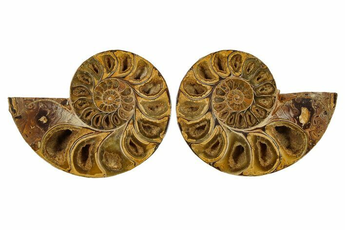 Jurassic Cut & Polished Ammonite Fossil - Madagascar #288326